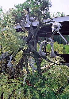 OG - "Bone tree" in Osker Gilchrist's yard - Master Image