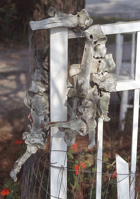 OG - Bone necklace hanging from fence - Master Image