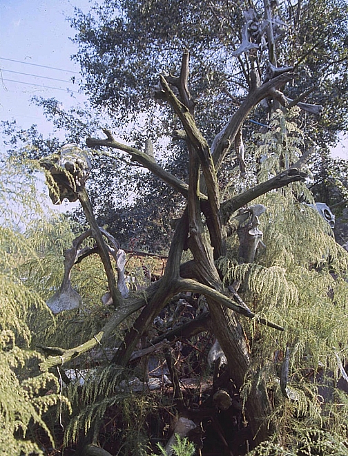 OG - "Bone tree" in Osker Gilchrist's yard - Master Image