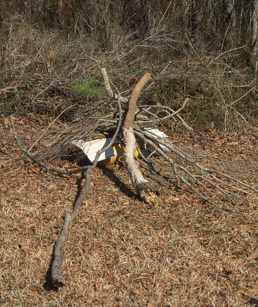 DY - Arrangement of tree limbs and plastic bucket - Master Image