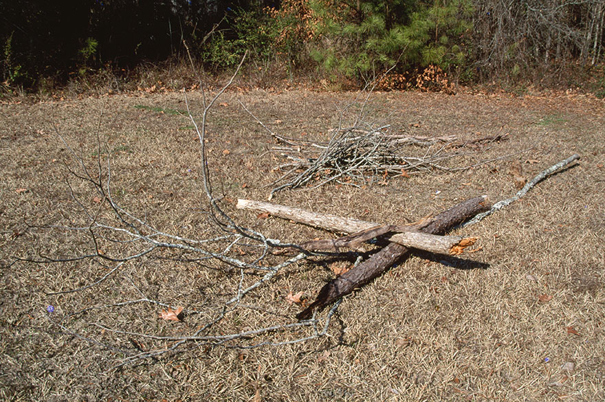 DY - Arrangements of tree limbs - Master Image