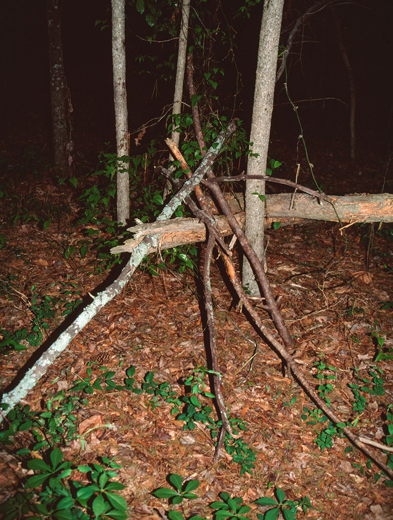 DY - Arrangement of sticks and branches around small trees - Master Image