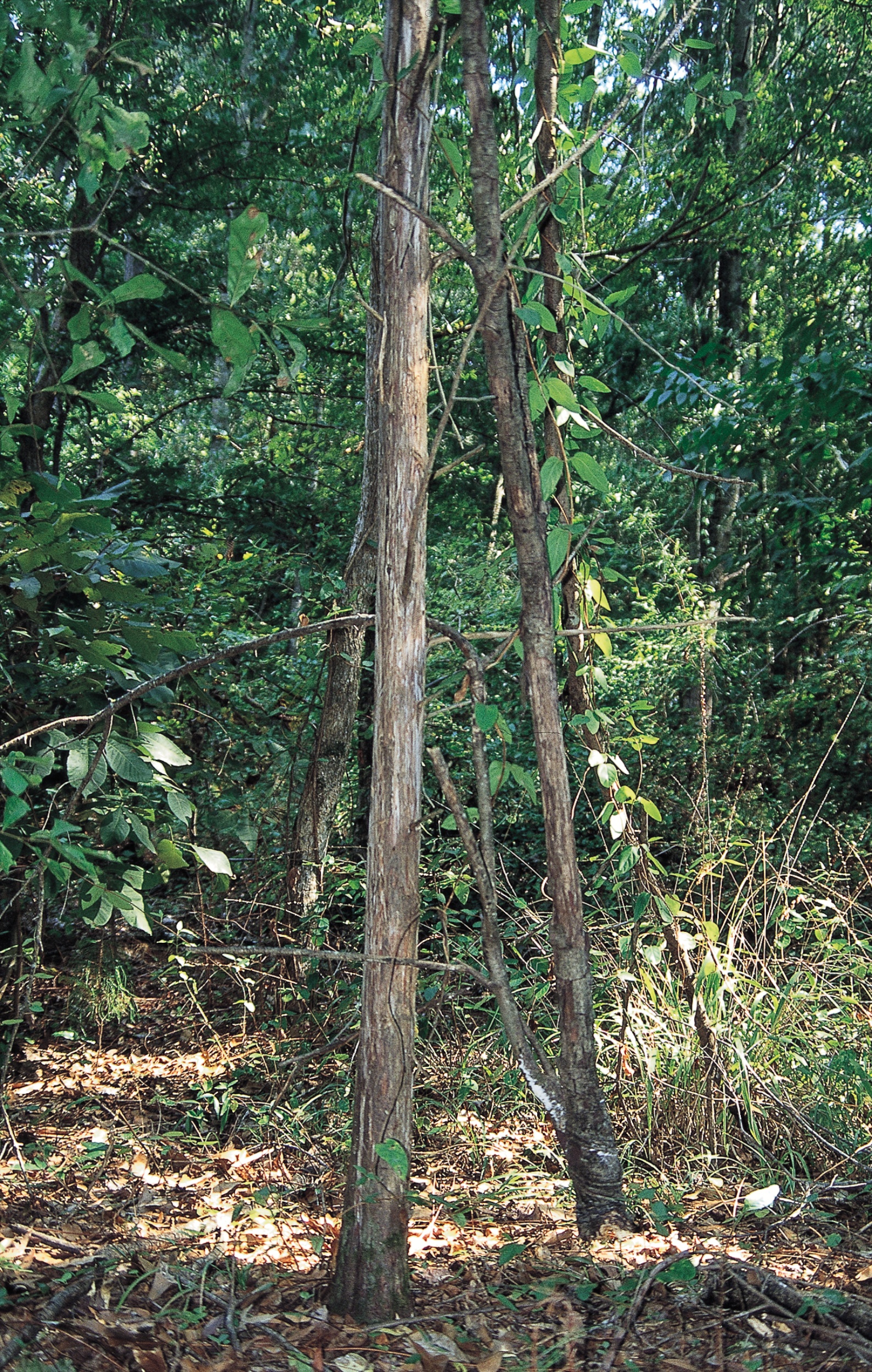 DY - Small tree suspended from another tree's limb - Master Image