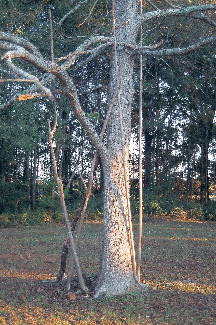 DY - Variation on tree ornamentation (1998) - Master Image