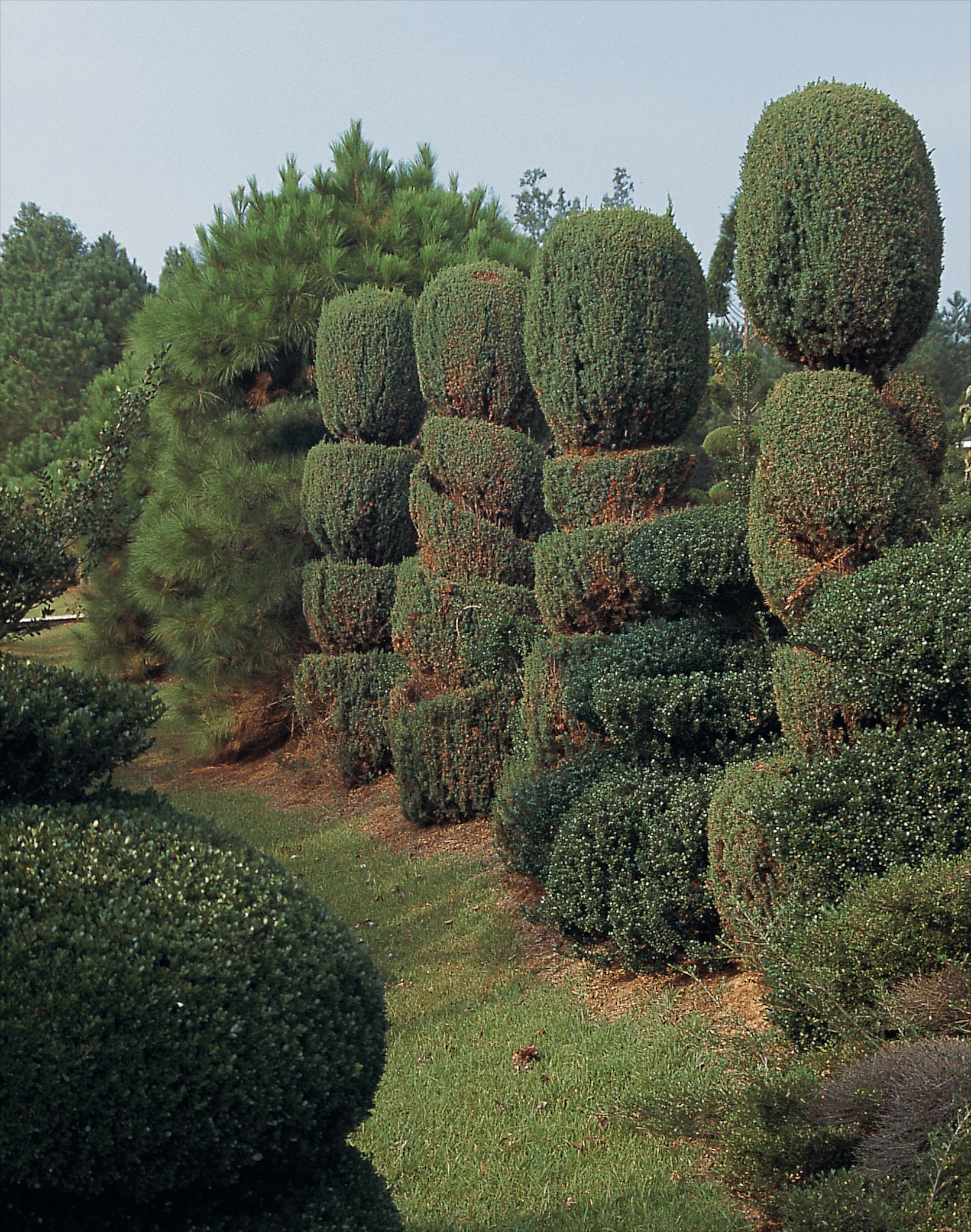 PF - Row of four junipers - Master Image