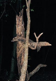 DY - Assemblage of dead wood and a forked stick - Master Image
