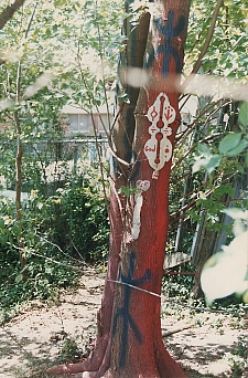 Tree in Joe Light's yard