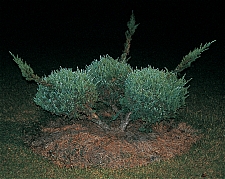 PF - Blue vase juniper with three pompoms - Master Image