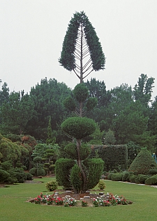 PF - Leyland cypress - Master Image