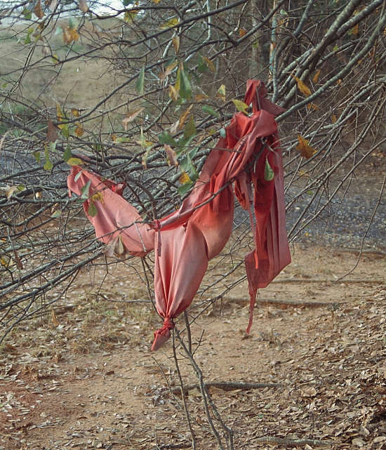 ES - Cloth tied to tree - Master Image