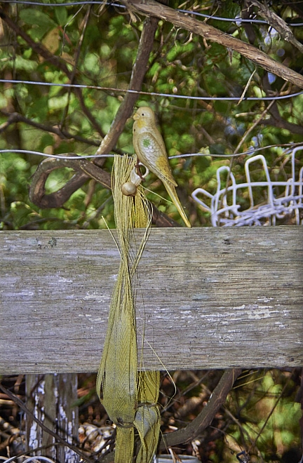 Ella Riley's grave