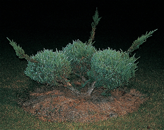 PF - Blue vase juniper with three pompoms - Master Image