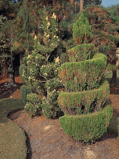 PF - Variegated Hollywood juniper - Master Image